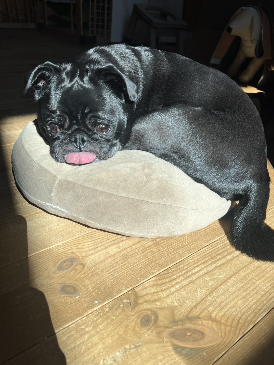 改善後の元気な様子の写真